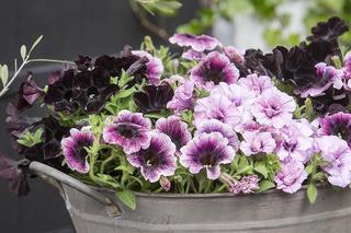 Petunia ogrodowa - Petunia × hybrida