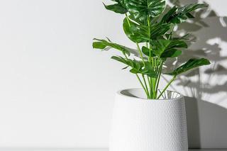 Rośliny trujące dla psa