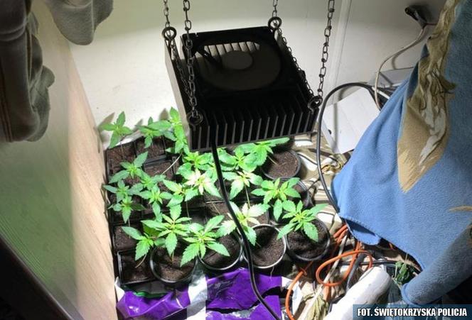 Plantator z Kielc ma problemy. Pójdzie za kraty przez ZIOŁOWE przetwory?