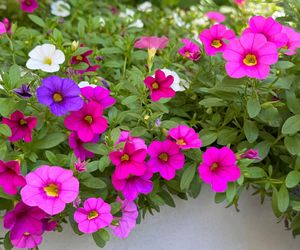 Calibrachoa