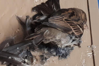 Gdańsk: Ptaki zginęły w męczarniach [ZDJĘCIA]
