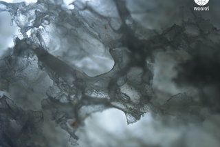 Tłusty czwartek 2023: W AGH przebadali pączki pod… mikroskopem, tomografem i rezonansem. Te zdjęcia robią wrażenie 