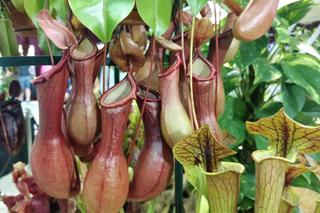 Krwiożercze rośliny opanowały katowicki Spodek! Trwa Festiwal Roślin Owadożernych [ZDJĘCIA, AUDIO]