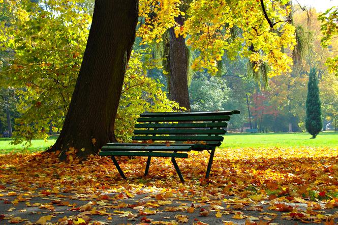 Kraków: Planty będą bardziej dzikie