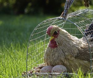 Czym różnią się jaja ściółkowe od jaj od kur z wolnego wybiegu?
