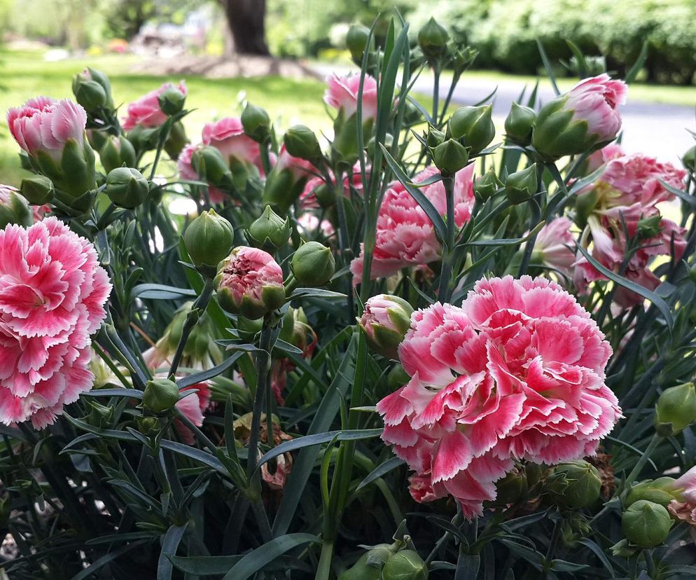 Goździki. Najpiękniejsze kwiaty na balkon i do ogrodu. Jak sadzić, uprawiać i pielęgnować aby kwitły jak najdłużej?
