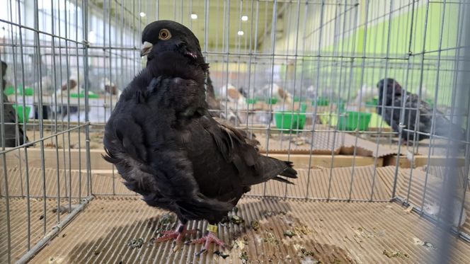 Kalisz. Rasowe gołębie, drób i króliki można podziwiać w hali OSRiR