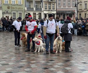 Golden Retriever WOŚP w Poznaniu