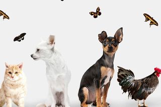 Krzyżówka o zwierzętach. Czy odgadniesz wszystkie hasła? Łatwo nie będzie!