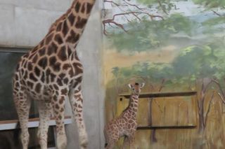 Żyrafka w zamojskim zoo