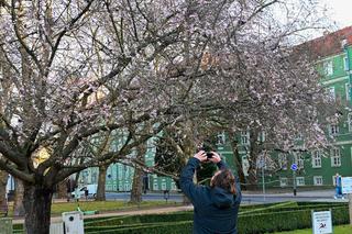 Kwitnąca wiśnia na Jasnych Błoniach 