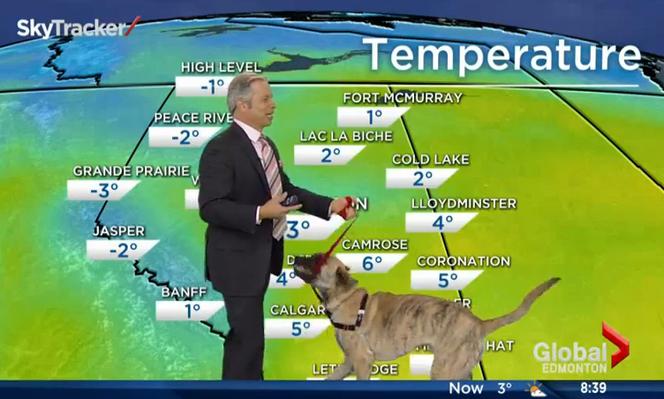 Pies prezenterem pogody