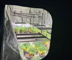 Gigantyczna plantacja konopi zlikwidowana. Policja zabezpieczyła marihuanę, kokainę, broń i amunicję