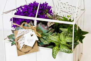 Kwiaty doniczkowe na Dzień Matki