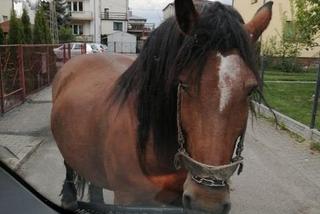 Z PRZERAŻENIEM dzwonili na policję!  A on tylko... wybrał się na spacer. KOŃ w Lubartowie