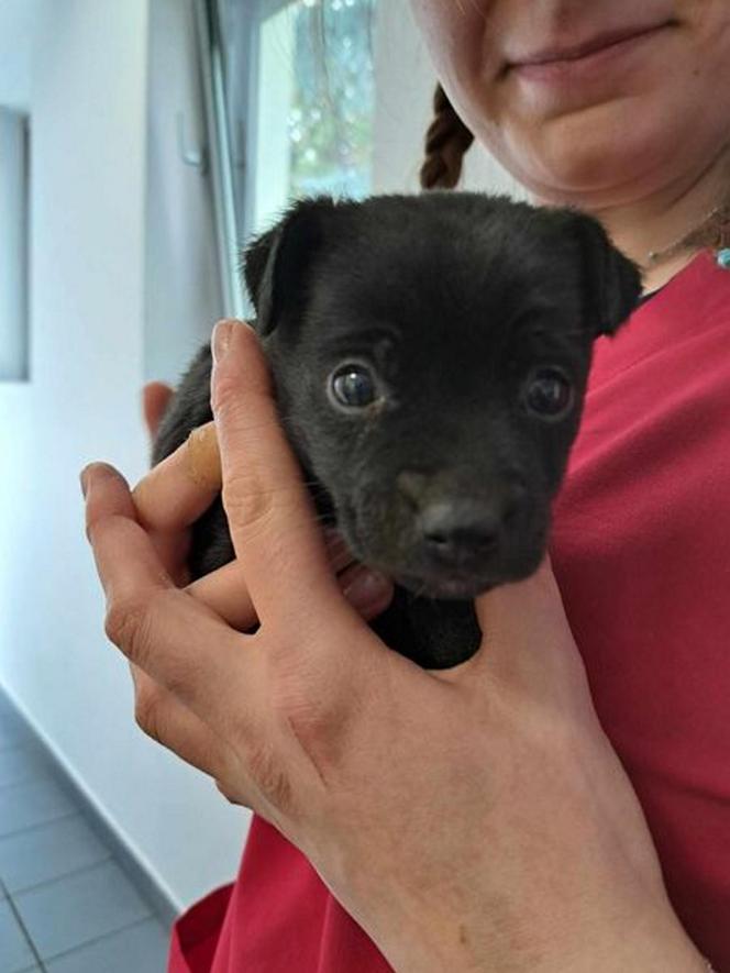 Lubelskie. Grzybiarze znaleźli Elzę w lesie. Psiak ledwo przeżył. Fundacja szuka dla niej nowego domu
