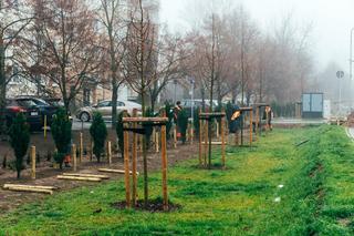 Aleja Praw Kobiet w Poznaniu z parkiem osłonowym. Naturalna ochrona przed spalinami