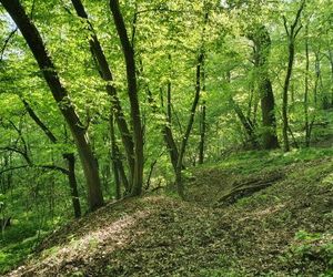 Nowy rezerwat blisko Bydgoszczy. Co można podziwiać na Zboczach Świętopełka? Jak tam dotrzeć? 