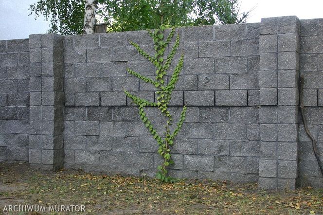 Gdy ogrodzenie nie jest ładne: jak je zakryć