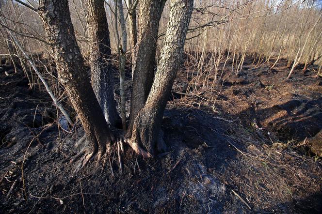 Biebrzański Park Narodowy UGASZONY. Zobacz, jakie zniszczenia spowodował ogień