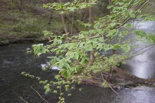 Olsztyn może pochwalić się największym kompleksem leśnym w Europie. Las Miejski zachwyca wiosną [ZDJĘCIA]