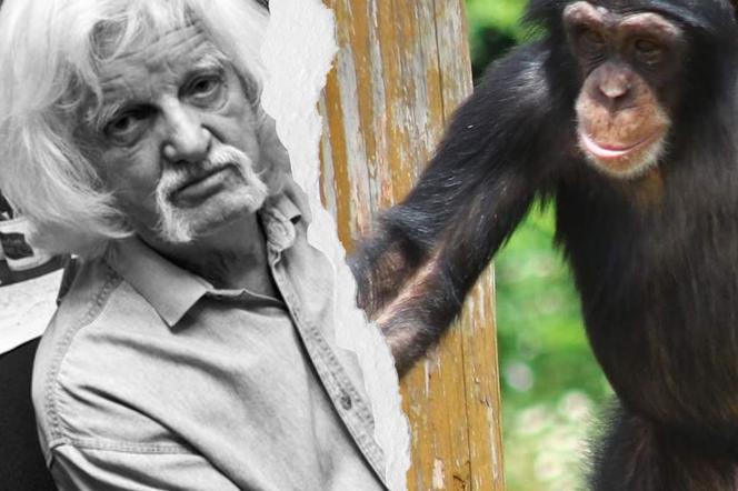 Papcio Chmiel był ojcem chrzestnym szympansa! Warszawskie zoo wspomina zmarłego twórce komiksu 