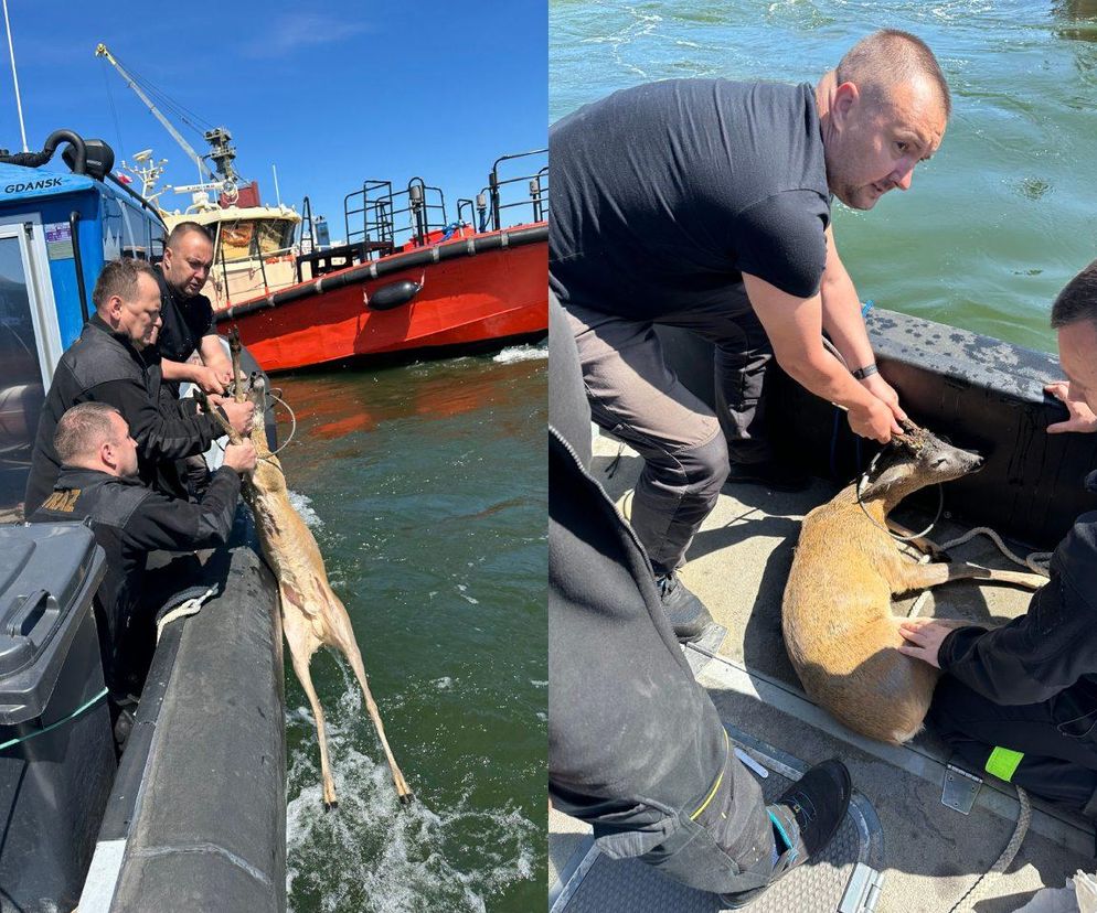 Ratownicy z Portu Gdańsk ocalili jelonka, który wpadł do wody. W ruch poszło lasso [GALERIA]