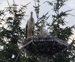 Kajtek bocian podwórkowy