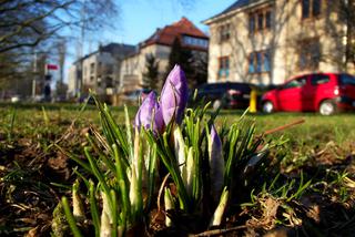 W Szczecinie kwitną już krokusy. Fotografuj je z głową i bądź odpowiedzialny za swoje pociechy! [WIDEO]
