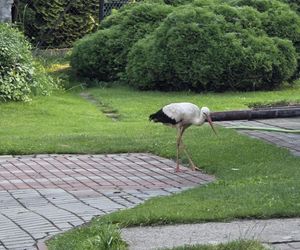 Kajtek bocian podwórkowy