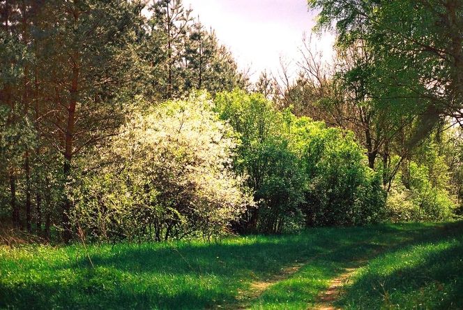 Kampinoski Park Narodowy wiosną 