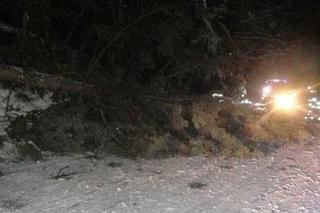 Drzewa połamane jak zapałki! Skutki orkanu Sabina na Sądecczyźnie