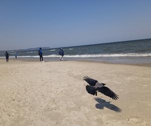 Mieszkańcy korzystają ze słonecznej pogody. Na plaży w Jelitkowie widać już pierwszych spacerowiczów!