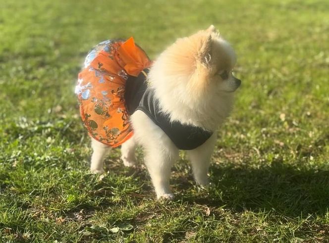 Daisy Najman, pies Marcina Najmana