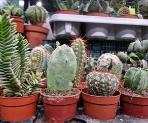 Egzotyczny świat zawitał do Bydgoszczy! ZooEgzotyka 2025 i Targi Akwarystyki przyciągnęły tłumy