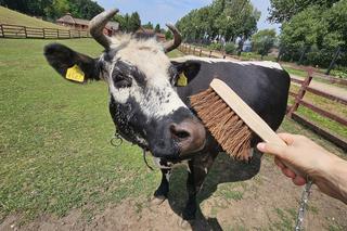 Zamiast dokarmiać, czochrają zwierzęta. Nowa atrakcja w lubińskim zoo