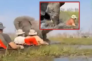 Horror na wakacjach. Zaatakowały ich słonie, wpadli do rzeki pełnej krokodyli