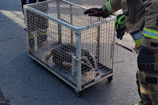 Przerażeni mieszkańcy zadzwonili na służby! W ich domu grasował… borsuk