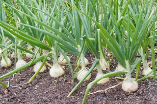 Najpopularniejsze warzywa cebulowe - wymagania i uprawa w ogrodzie
