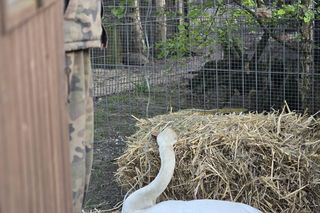 Nie żyje drugi łabędź z Chorzowa. Miasto chce zamontować w okolicy stawu kamerę monitoringu