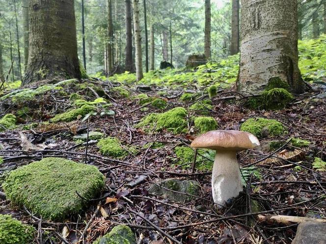 Bieszczady zasypane grzybami