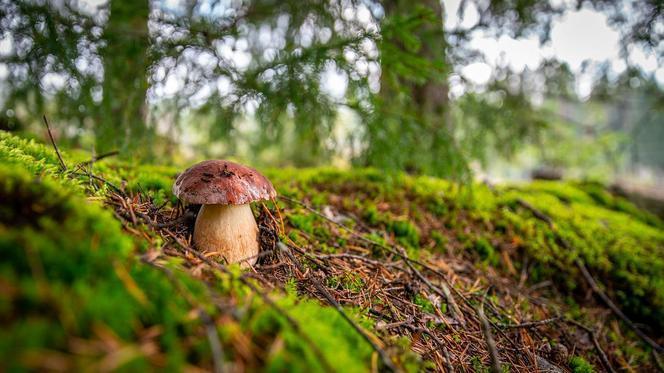 Grzyby w województwie kujawsko-pomorskim