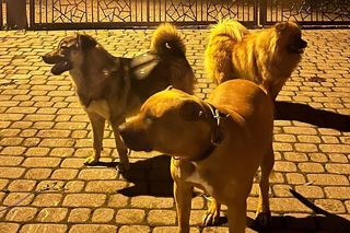 Agresywne psy zastraszały mieszkańców wsi. Atakowały inne zwierzęta