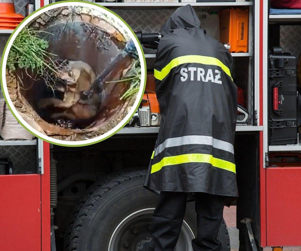 Bohaterska postawa strażaków-ochotników spod Olsztyna. Uratowali psa, który wpadł do studzienki [WIDEO]