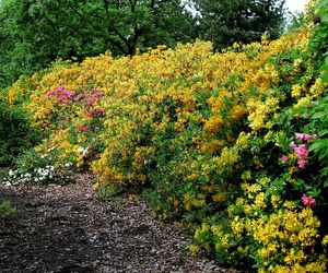 Ogród Botaniczny w Powsinie