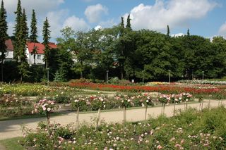 Ogród Różany w Szczecinie 
