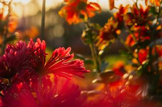 QUIZ. Jak dobrze znasz jesienne kwiaty? Rozpoznasz na zdjęciach najpiękniejsze kwiaty jesieni?