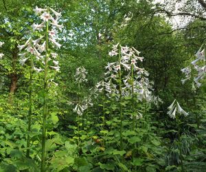 Lilia himalajska - Cardiocrinum giganteum - jak uprawiać tę olbrzymią roślinę w ogrodzie?