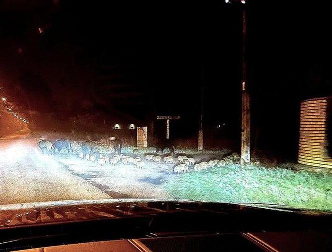 Dziki siały postrach na warszawskiej Białołęce
