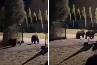 Niedźwiedzie grasują po podwórkach w Bieszczadach. Kolejne nagranie w sieci